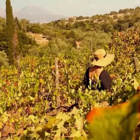 The Vineyard - Hippothoe Szpartohóri